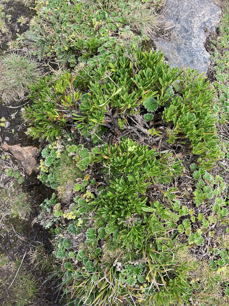 Niphogeton josei