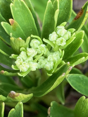 Niphogeton josei