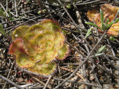 Drosera zonaria