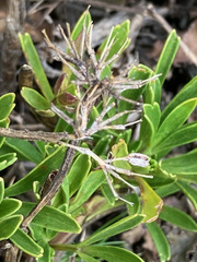 Niphogeton josei