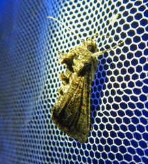 Ctenoplusia limbirena