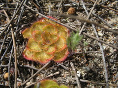 Drosera zonaria