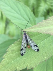 Panorpa similis
