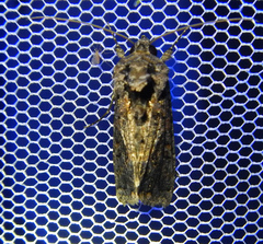 Ctenoplusia limbirena