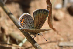 Freyeria trochylus