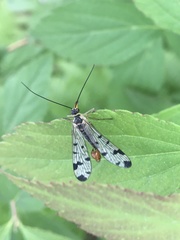 Panorpa similis