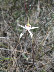 Caladenia varians