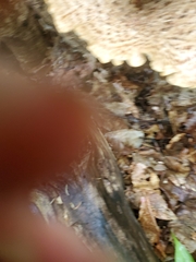 Cerioporus squamosus