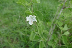 Hibiscus flavifolius