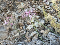 Nerine humilis