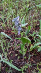 Mertensia longiflora