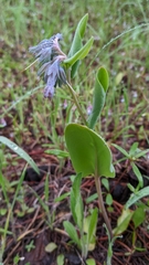 Mertensia longiflora