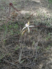 Caladenia varians