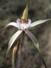 Caladenia varians