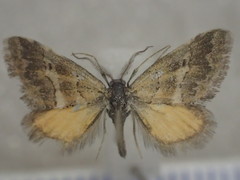 Anomocentris