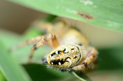 Phidippus clarus