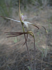Caladenia varians