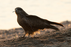 Milvus migrans