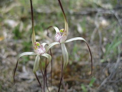 Caladenia varians