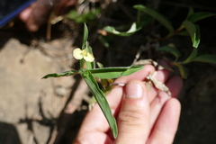Commelina africana