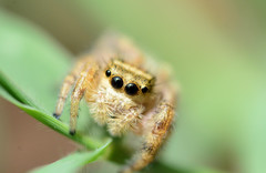 Phidippus clarus