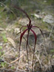 Caladenia erythronema