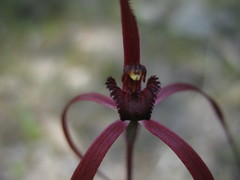 Caladenia erythronema
