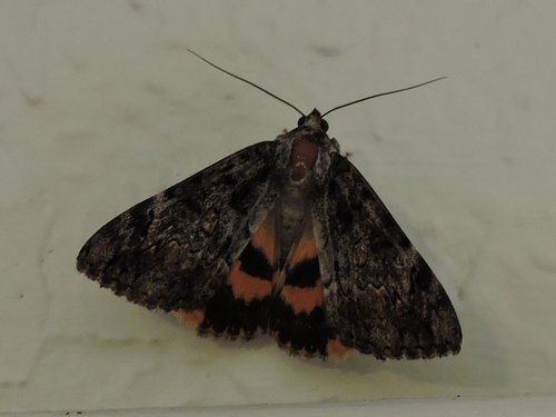 Desdemona Underwing photo 5