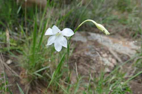 Gladiolus candidus image