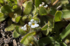 Plagiobothrys torreyi