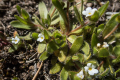 Plagiobothrys torreyi