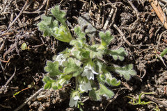 Nemophila spatulata