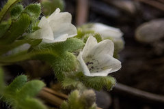 Nemophila spatulata