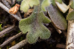 Nemophila spatulata