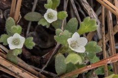 Nemophila spatulata