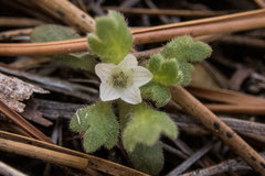 Nemophila spatulata