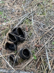 Dissingia leucomelaena