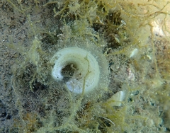 Padina pavonica