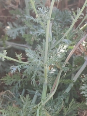 Anacyclus radiatus