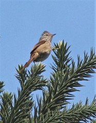 Leptasthenura setaria