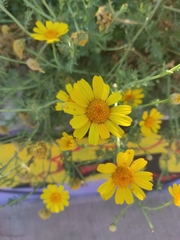 Anacyclus radiatus