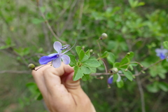 Viola abyssinica