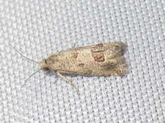 Pelochrista pulveratana