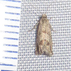 Pelochrista pulveratana