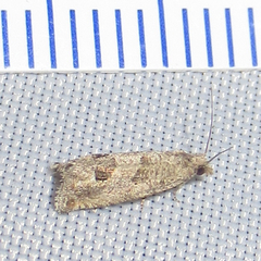 Pelochrista pulveratana