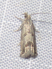 Pelochrista pulveratana