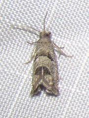 Pelochrista pulveratana