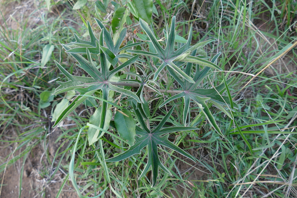 Adenia volkensii