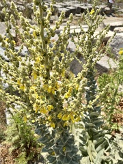 Verbascum adeliae