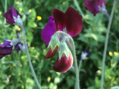 Lathyrus odoratus